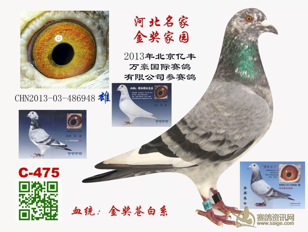 北京亿丰万豪国际赛鸽有限公司 每羽参赛费3000元 金奖家园-赛鸽网