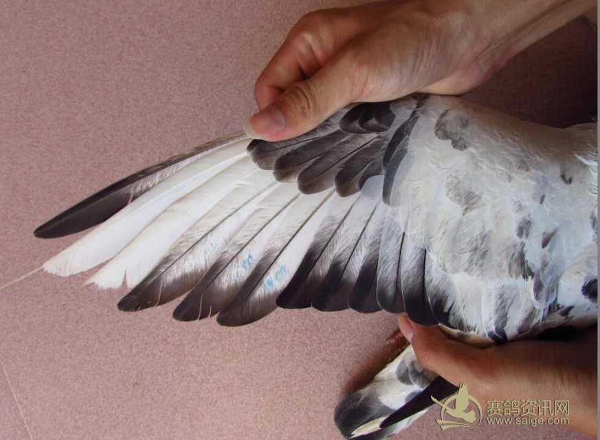 有可能是重放丢的鸽子一边翅膀5印,有的印换羽毛掉了.