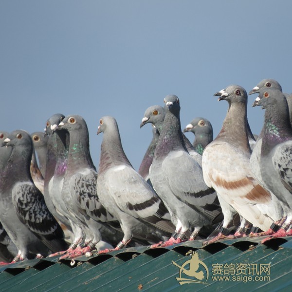 7月27日江门同乐公棚参赛鸽图片