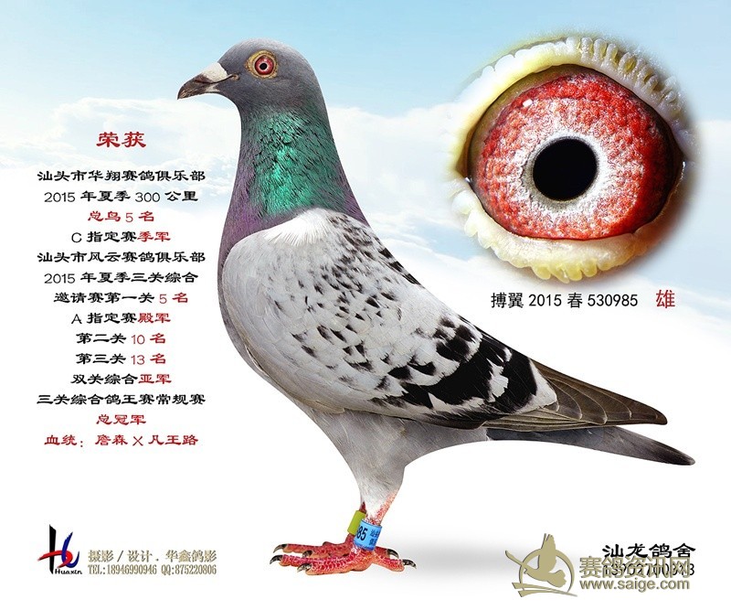 2015年风云夏季三关综合鸽王邀请赛入赏鸽欣赏_赛鸽资讯网商城