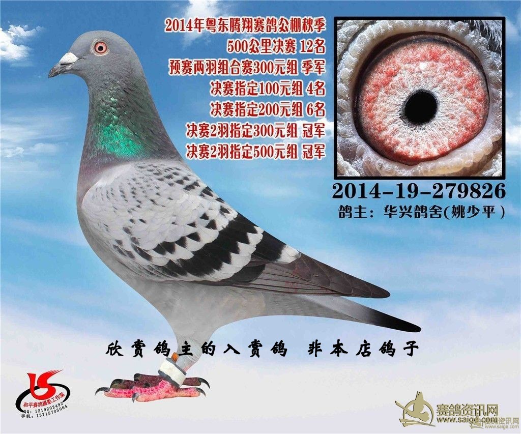 信鸽归巢视频大全集 8965b6ea-6769-442e-bd6f-418f2073376e.jpg