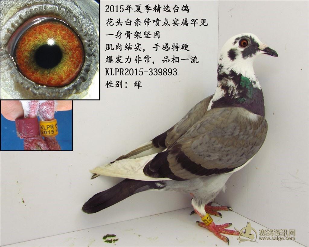【已售】2014年精选台鸽,特雅花头白条喷点,黄眼雌鸽.
