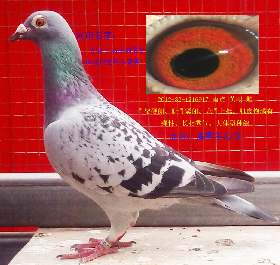 海霸王詹森原棚种鸽,图片尺寸:640×480,来自网页:ht://.saige.