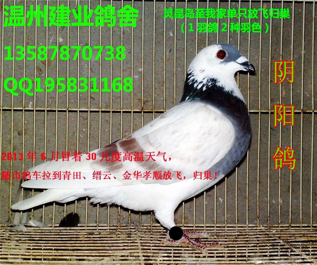 鸽子摄影图__鸟类_生物世界_摄影图库_昵图网nipic.com