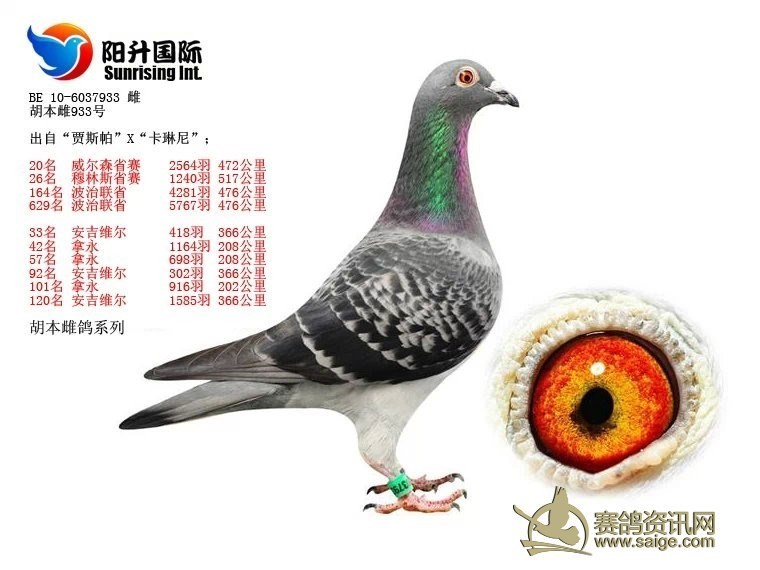 信鸽协会属于什么类别 2803ef1d-6b99-46ed-9886-5772477e2938.jpg