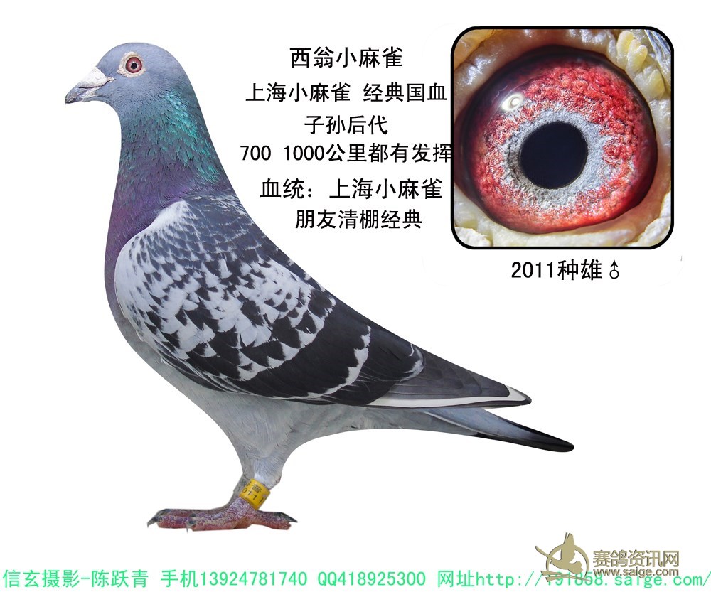 上海西翁小麻雀血统鸽适合恶劣天气已售和平