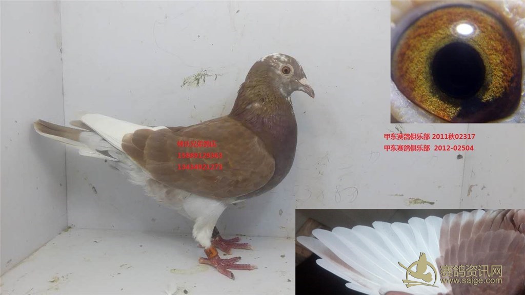 甲东赛鸽俱乐部2011秋02347漂亮火凤凰荡前角内锯齿眼志120包邮只限