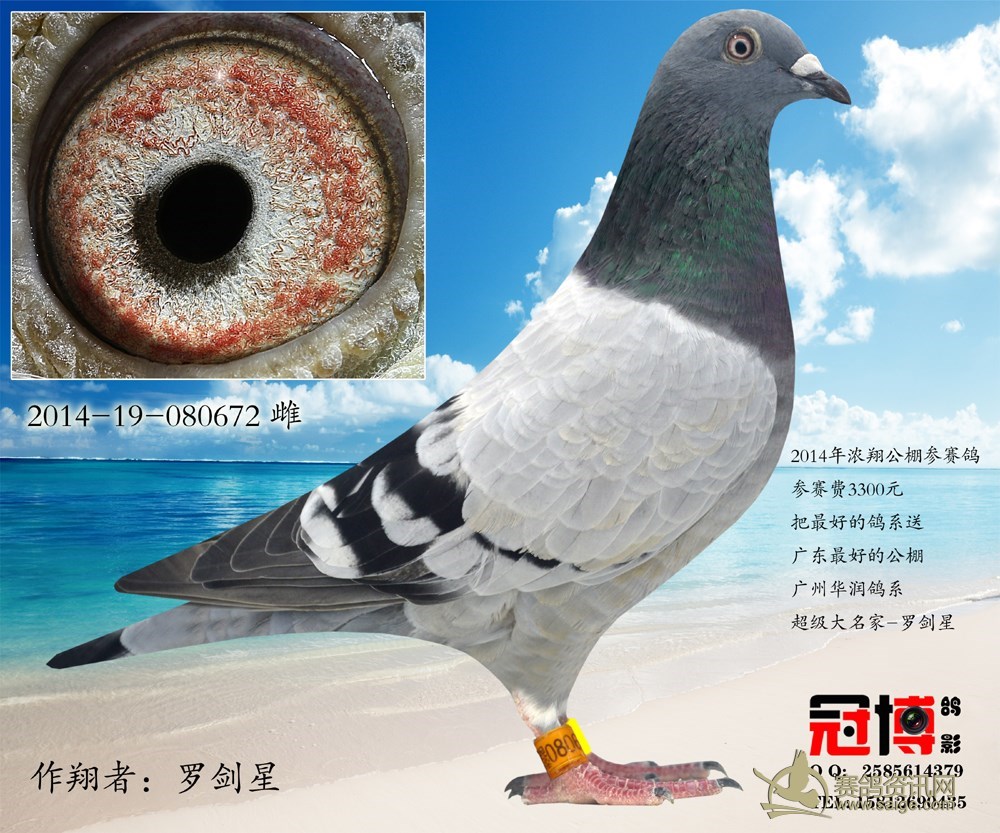 新到 浓翔公棚 罗剑星 .