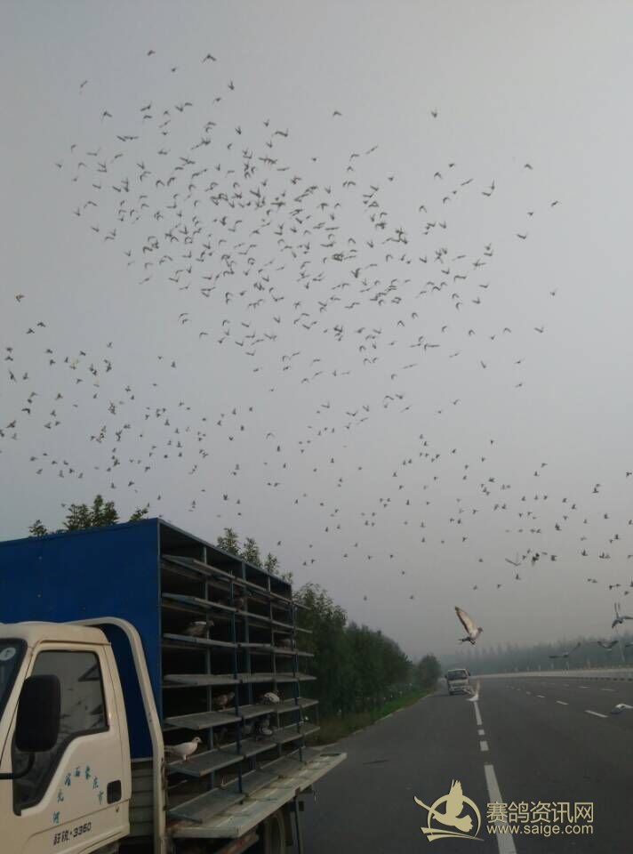 河北博冠赛鸽俱乐部9月16日B车50公里训放开