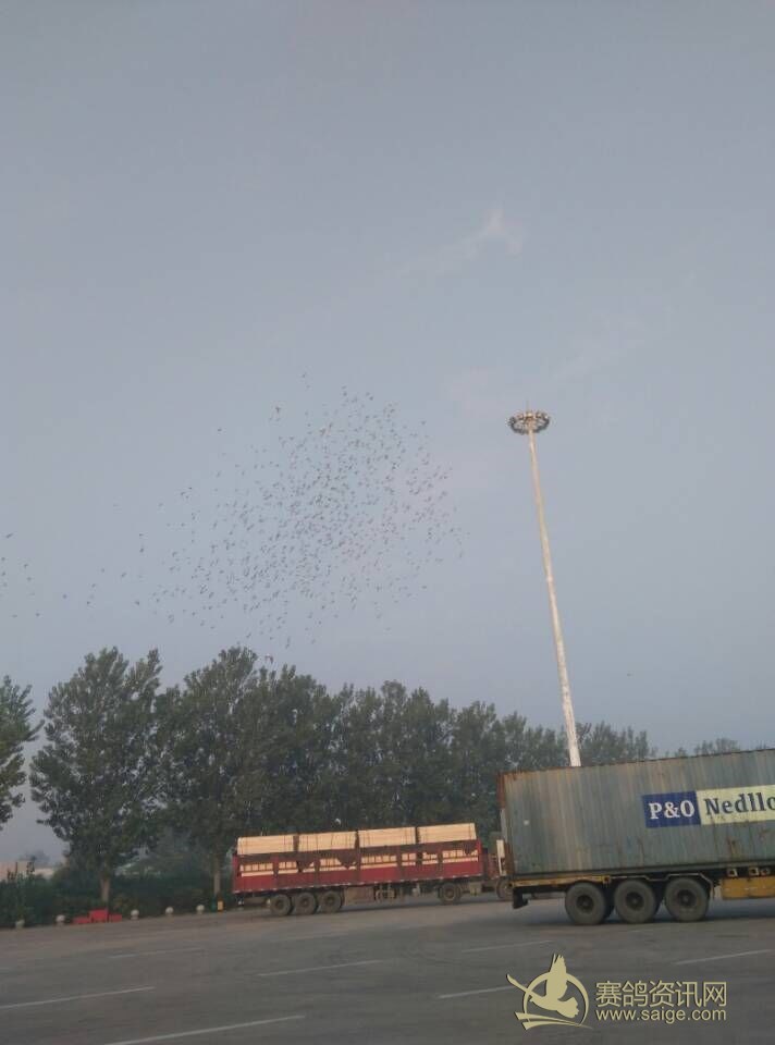 河北博冠赛鸽俱乐部9月18日B车100公里训放