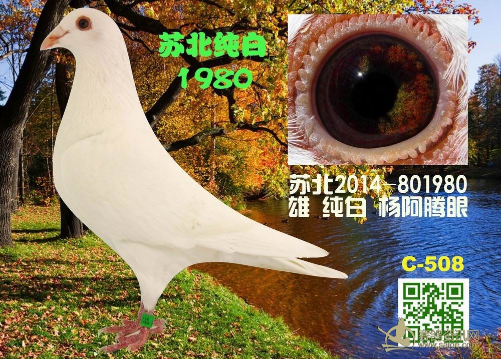 苏北纯白1980 杨阿腾眼 纯白鸽428