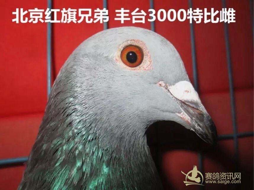 北京红旗兄弟鸽舍丰台3000元大特比本鸽带暗插参考血统凡龙超级73