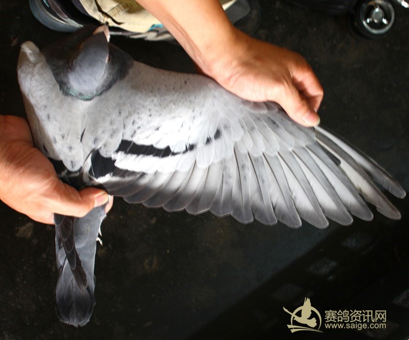 浙江温州龙湾竞技联盟大奖赛 武汉超级强豪 金岛赛鸽 艾威 该主人与