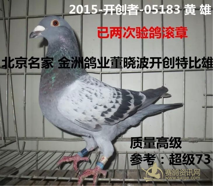 北京名家金洲鸽业-董晓波15年开创者大特比,价高