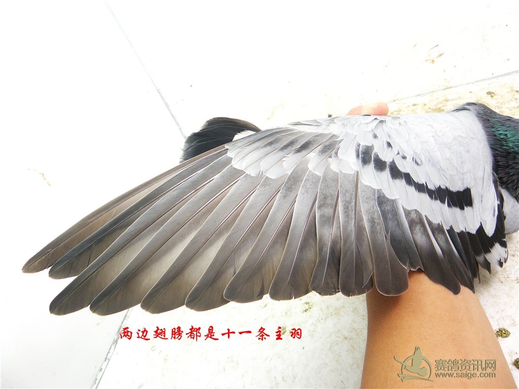 精品五关台鸽.两边翅膀都是十一条主羽_赛鸽资