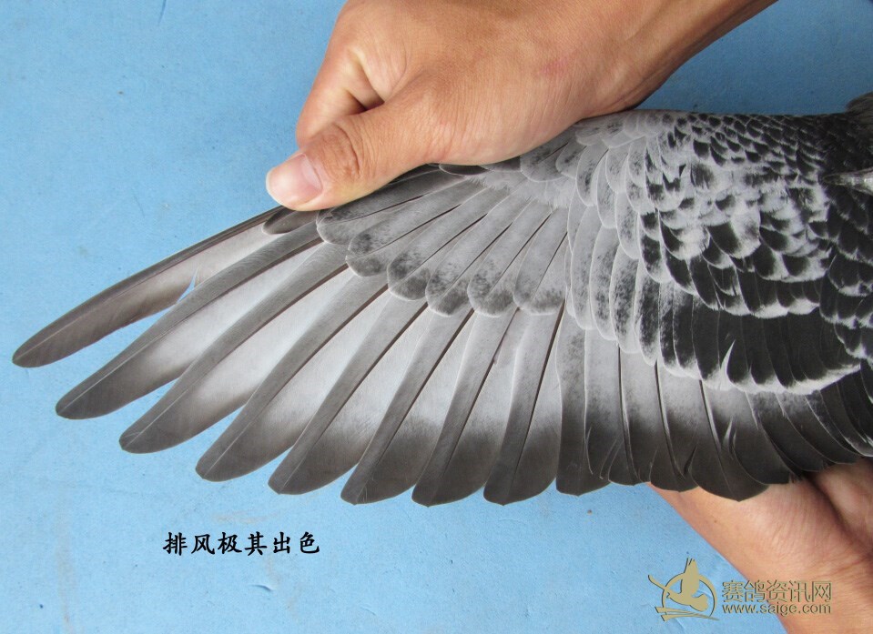 潮阳名家【陈文光】清棚精品种鸽_赛鸽资讯网