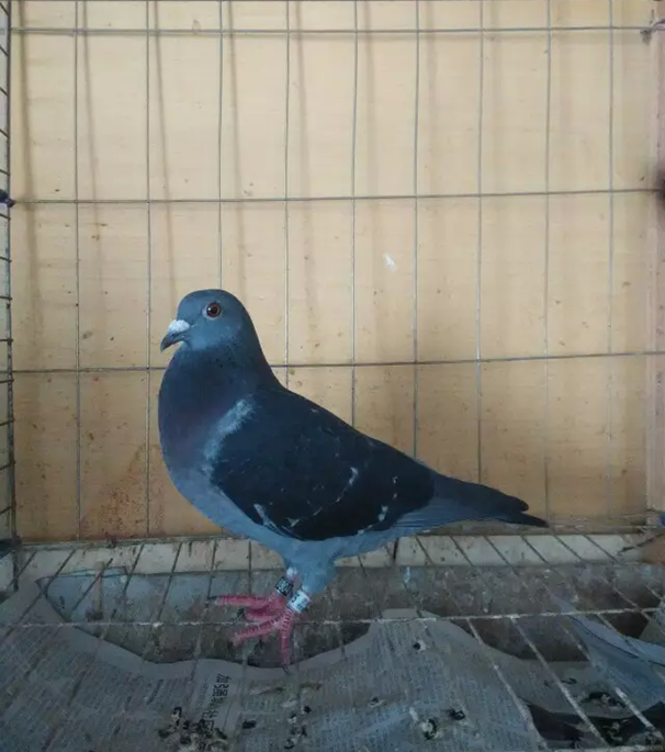 刚到一羽 【 棉湖赛鸽15秋-880402 副环 艺翔精