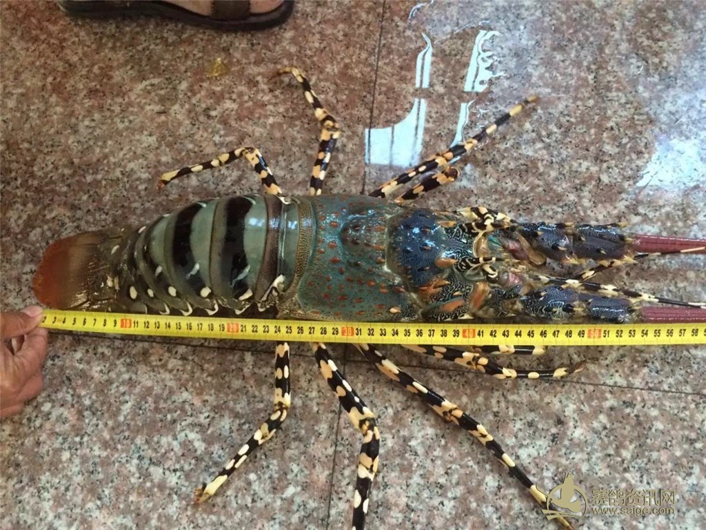 出售南太平洋捕获中华锦绣大龙虾 重5斤2两