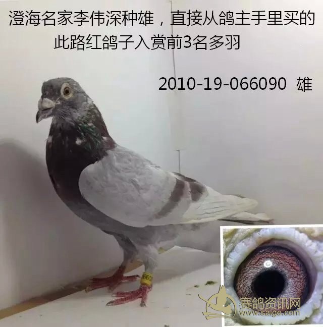 汕头,澄海名家鸽 成绩鸽 台鸽等多羽赛鸽低价出售,每羽350块省内两羽