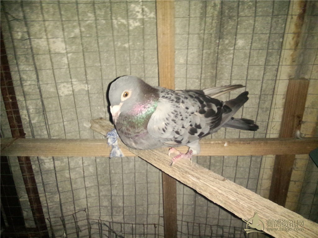 本地名家杜拱从连号鸽~~本鸽尾数5~雨点沙眼