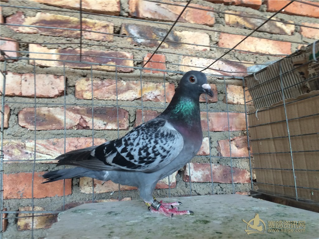 级强豪,阳升国际鸽舍-林展志,主人去年中国最具