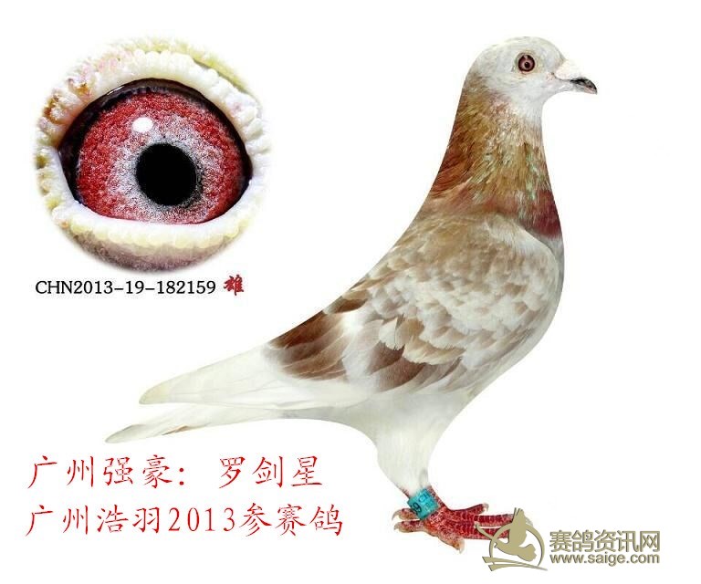 广州强豪罗剑星2013浩羽公棚参赛鸽,好友外出工作转让