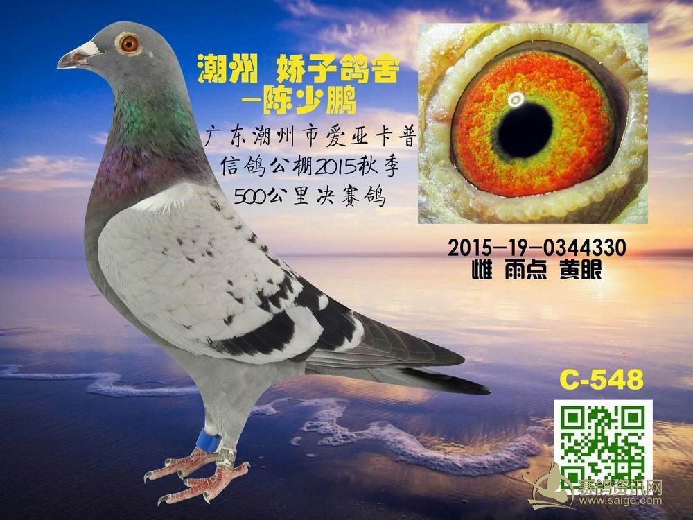 潮州市爱亚卡普信鸽公棚2015秋季500公里决赛鸽-特价