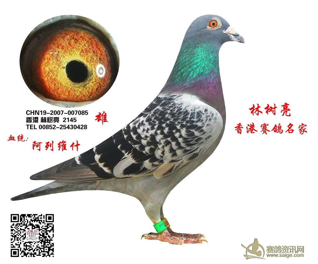 香港赛鸽名家林树亮阿列维什鸽糸己售广西北海