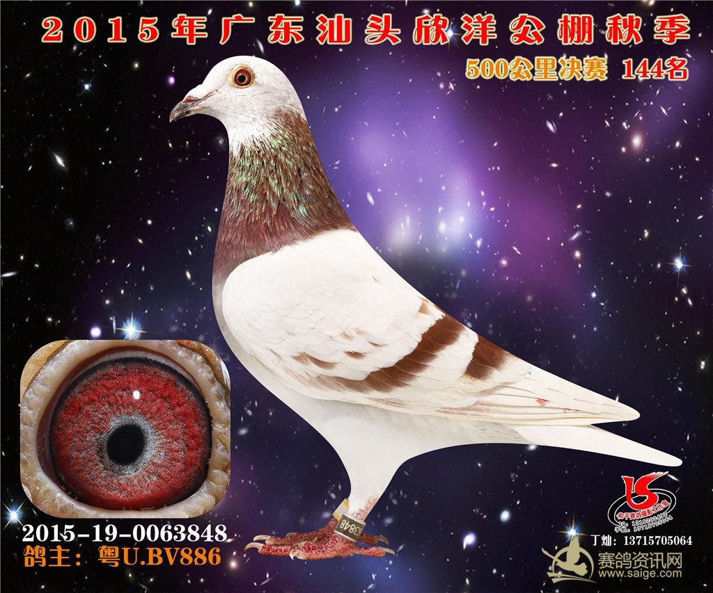 2015年广东欣洋赛鸽公棚拍卖鸽(121--150)名照