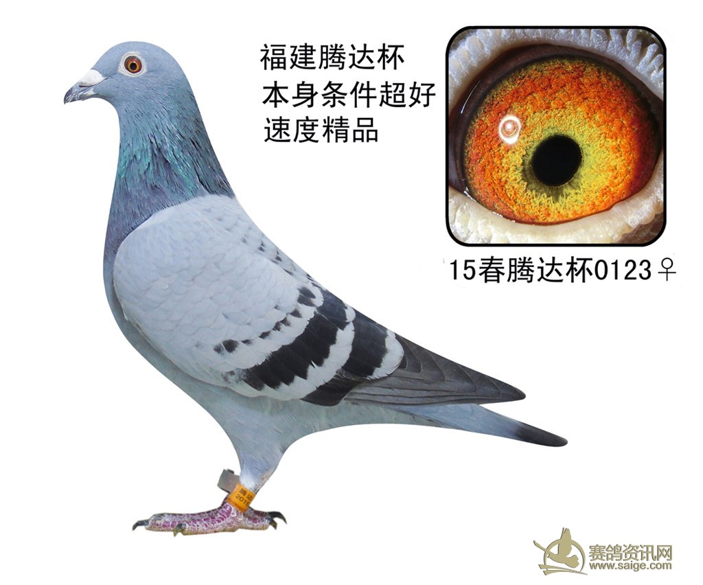 福建腾达杯 超级漂亮的速度鸽.【已售饶平】