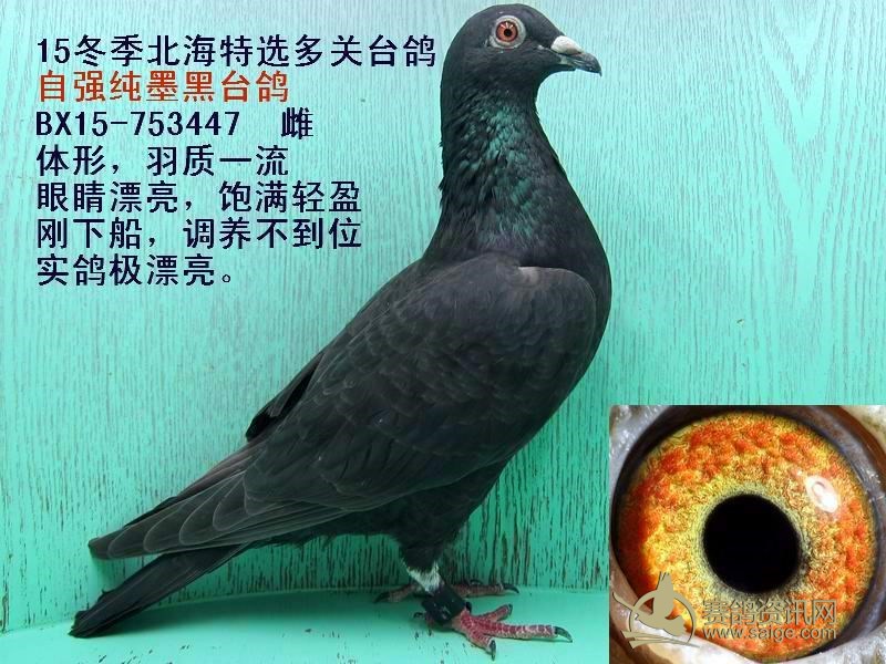 15冬季北海精选台鸽纯墨黑台鸽2只敬请关注