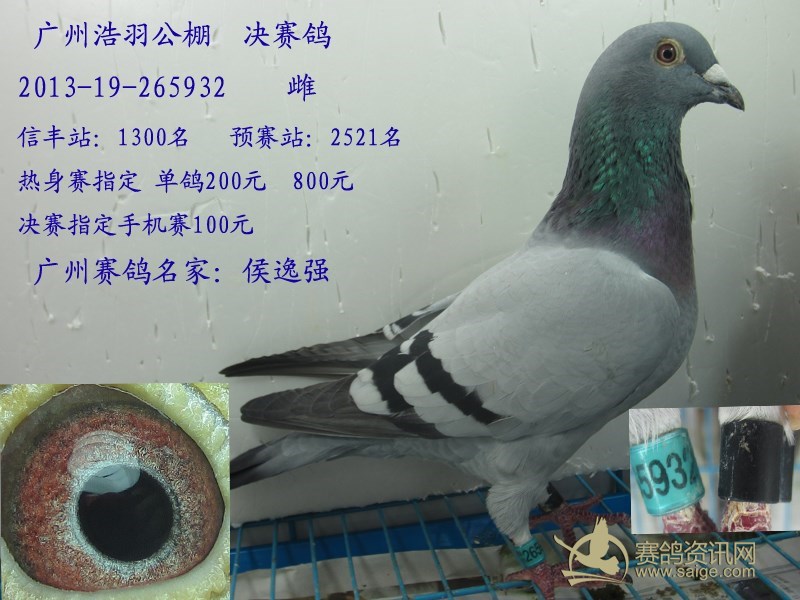 浩羽公棚决赛鸽 广州名家 侯逸强(已售)
