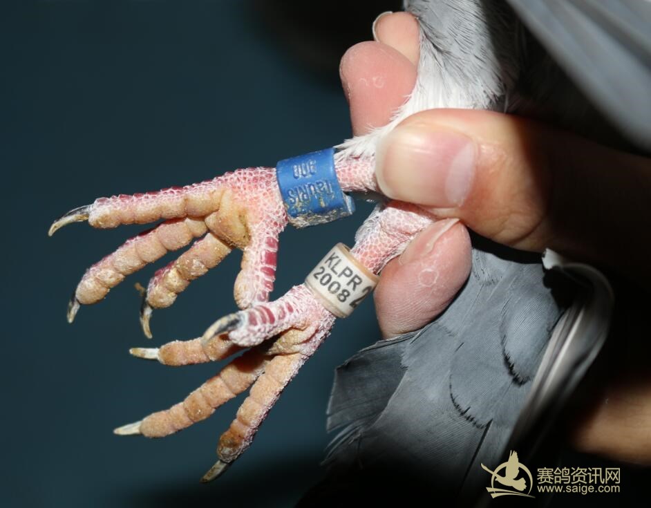 潮阳名家陈文光退役种鸽,08年霸道台鸽!体型大