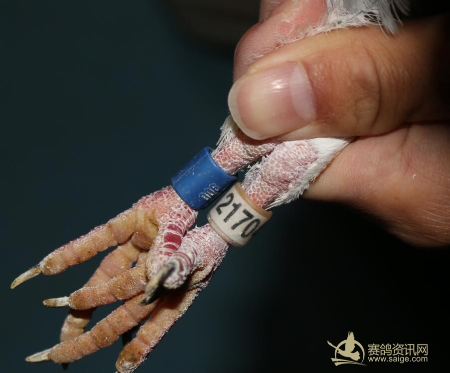 潮阳名家陈文光退役种鸽,08年霸道台鸽!体型大