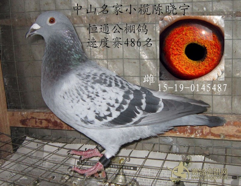 中山名家小榄陈晓宁恒通公棚鸽己售
