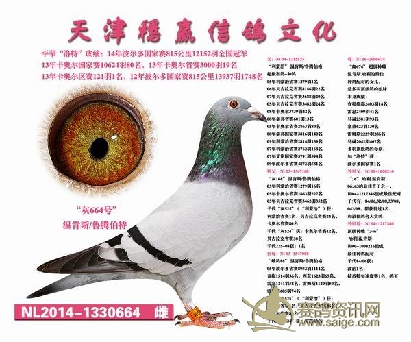 元旭赛鸽公棚最新消息,18年北京开创者第四关单关前十进三羽！这个鸽舍有绝活！
