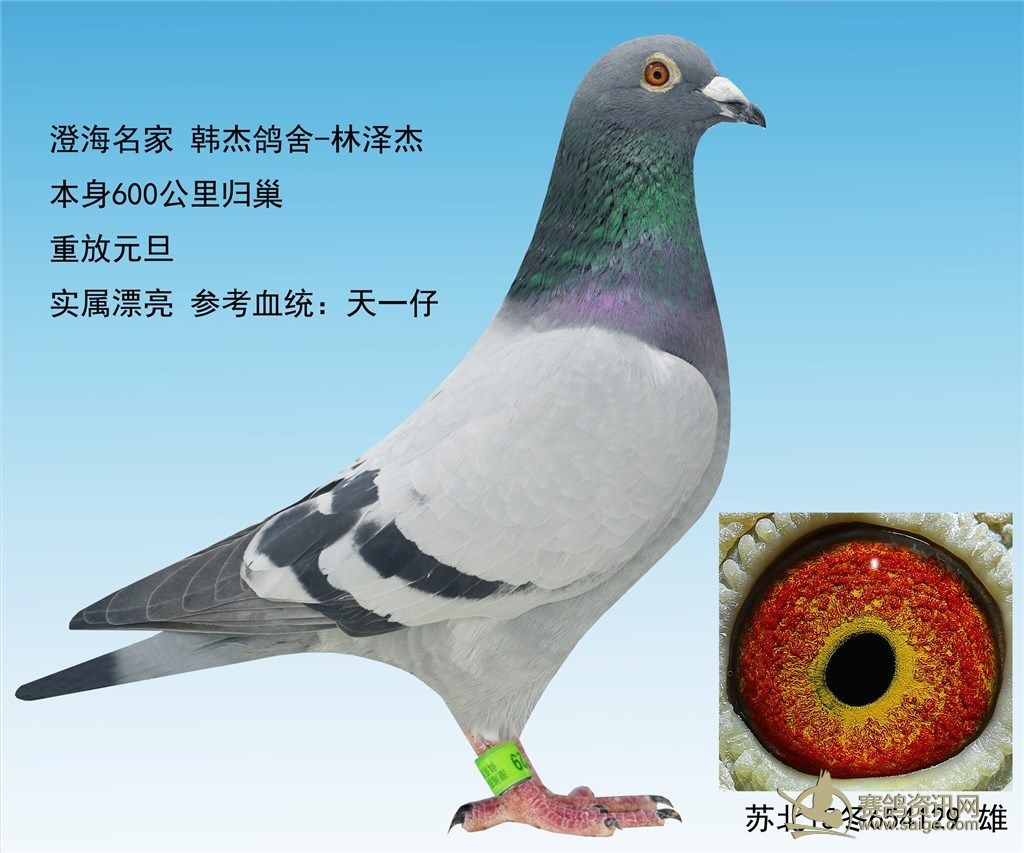 赛鸽鸽舍设计图片展示