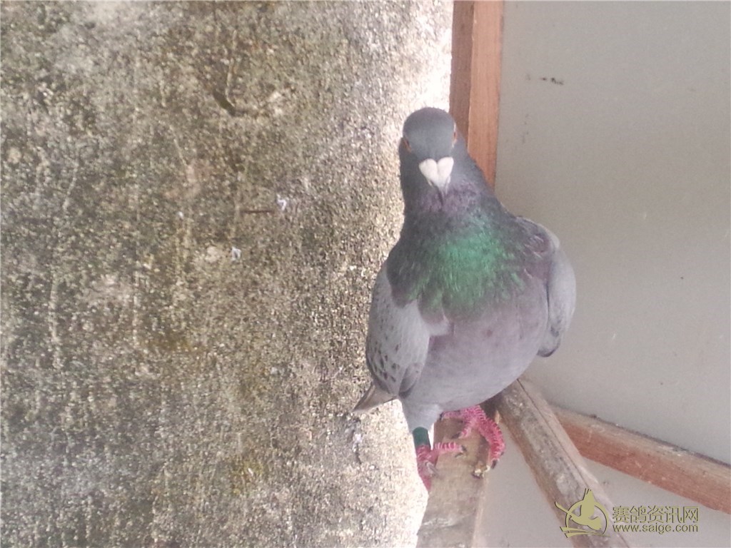 un大会三环赛 特霸气 鼻沟深阔.220元省内