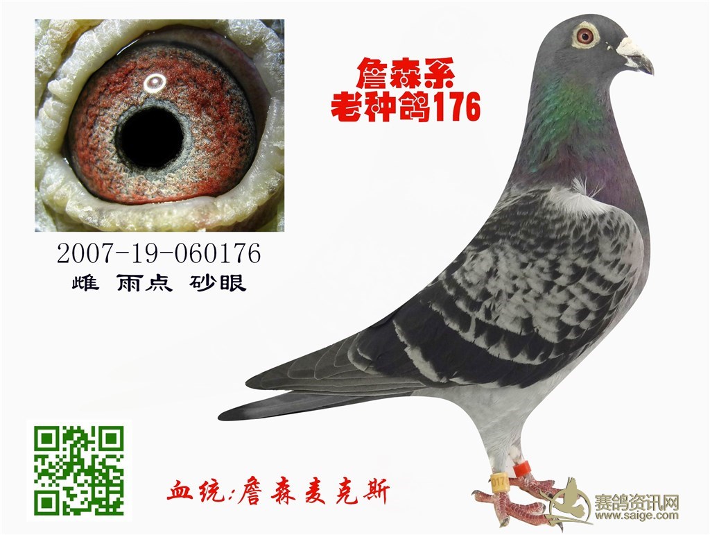 卡特利斯鸽系似乎很容易以杂交来获取胜利,事实上的确有很多鸽舍是