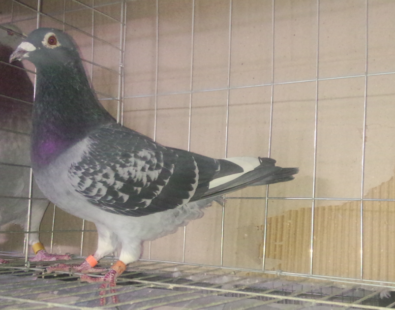 澄海老名家 陈业浩 850公里宁波总季军桐父母