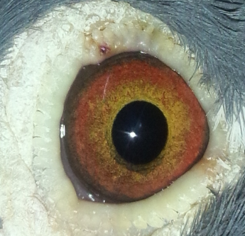 澄海老名家 陈业浩 850公里宁波总季军桐父母