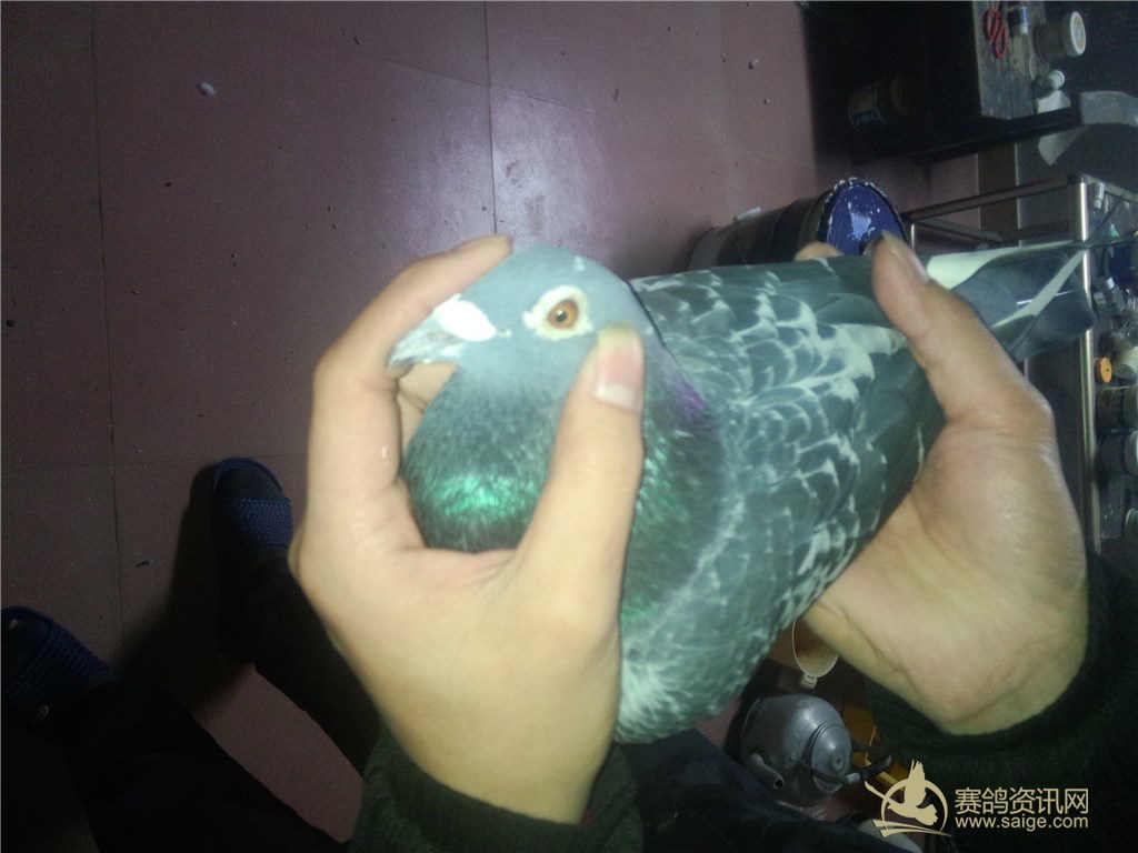 澄海老名家 陈业浩 850公里宁波总季军桐父母