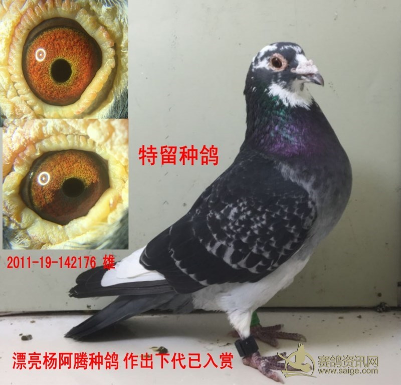 鸽友清棚漂亮杨阿腾特留种鸽作出下代已入赏图片已上传敬请关注