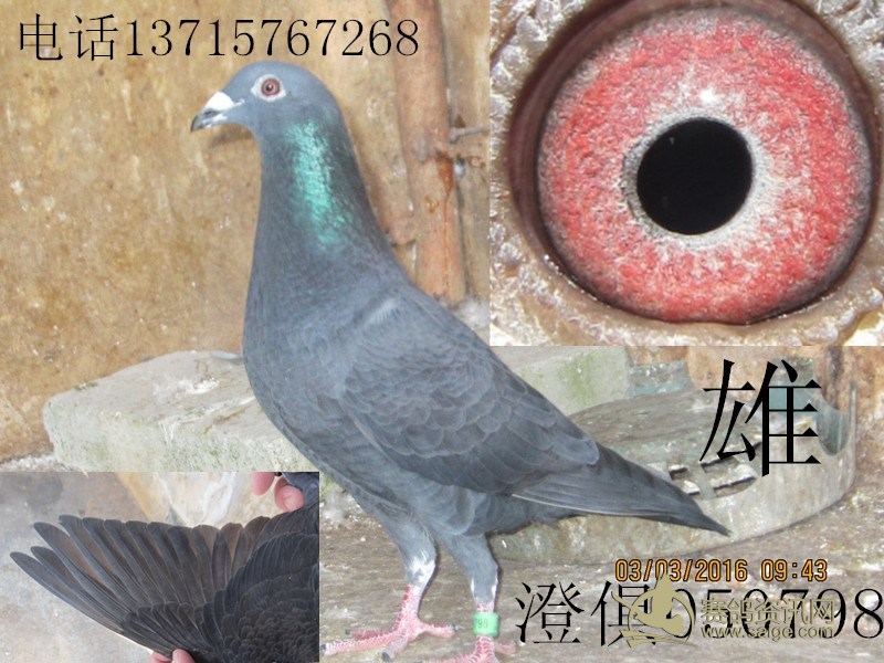 黑鸽子_赛鸽资讯网商城