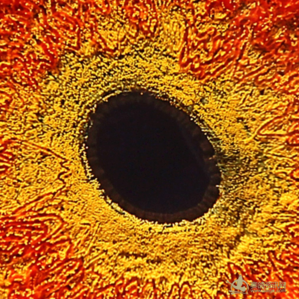 出一只黄金眼志台鸽_赛鸽资讯网商城