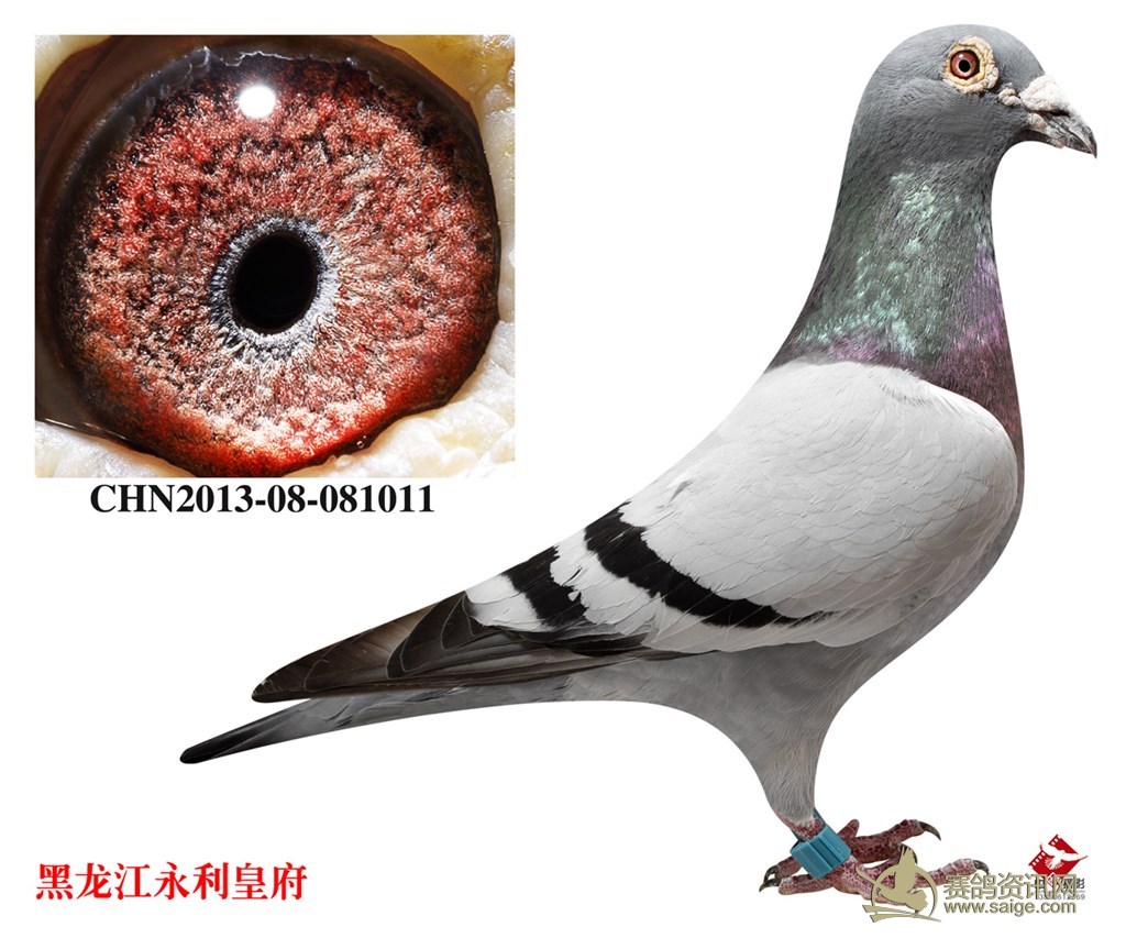 北京壹号鸽舍张斌(前程鸽业)北京京东燕郊.