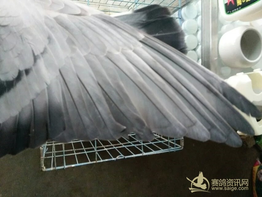 鸽会、母、黄眼、中短体型、骨架硬朗、趾骨收