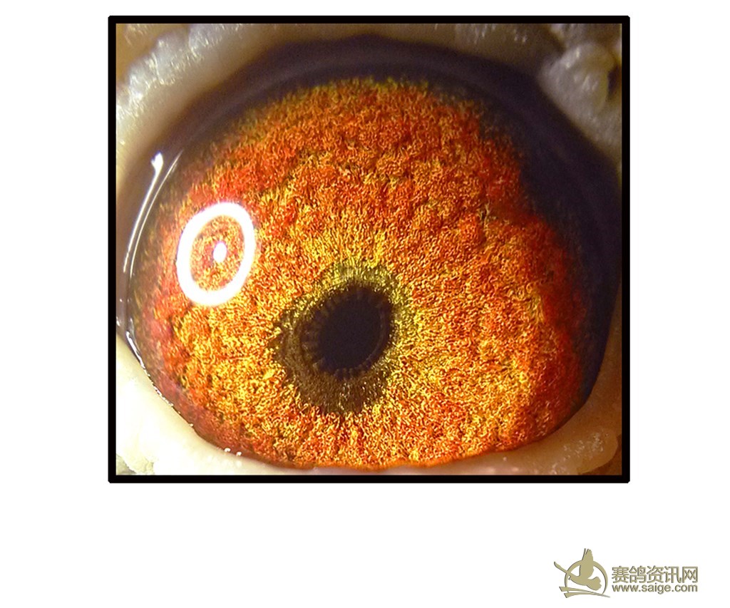 鸽友清棚老种鸽 极少见眼志 全圈锯齿内线口 带双环特比环【已售】