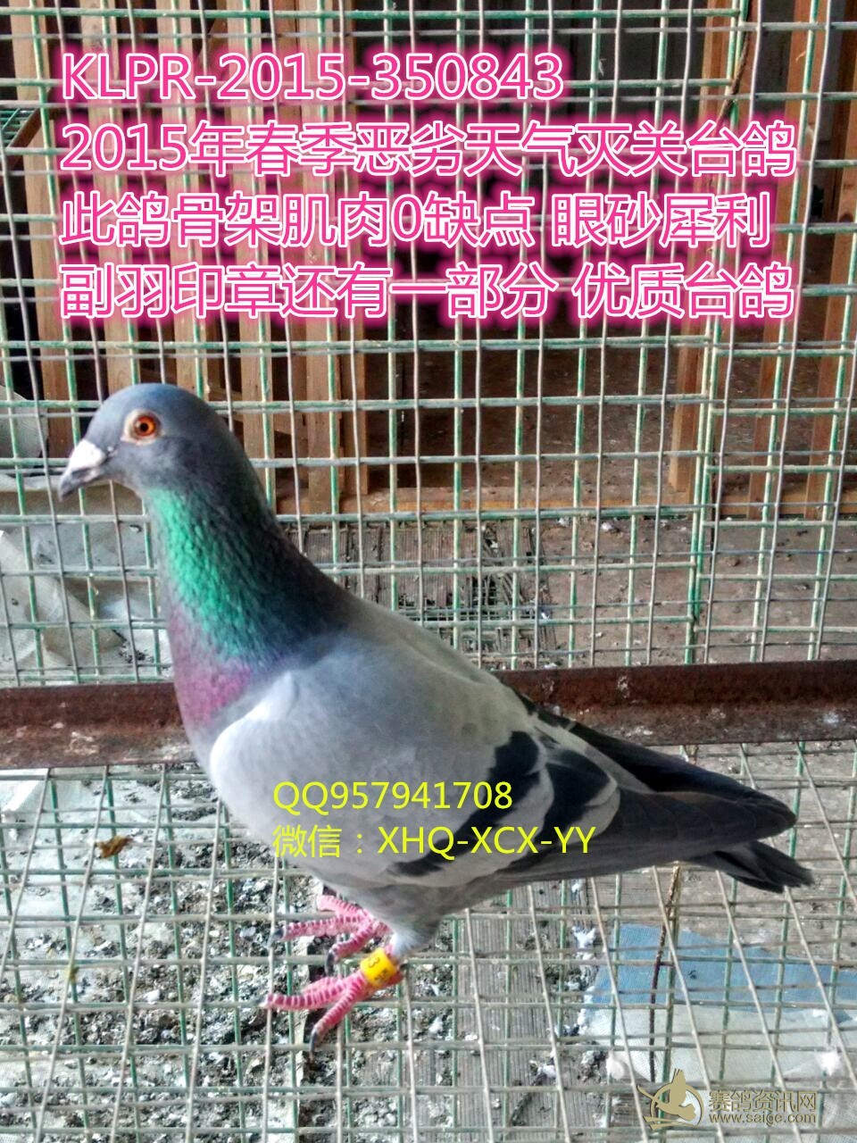 2015春季大体型台鸽 副羽印章还有一部分_赛