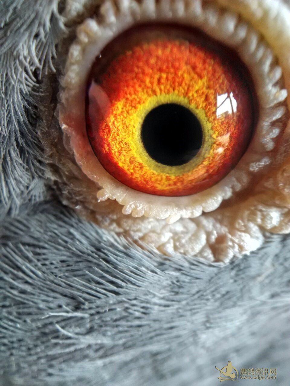 2015春季大体型台鸽 副羽印章还有一部分_赛